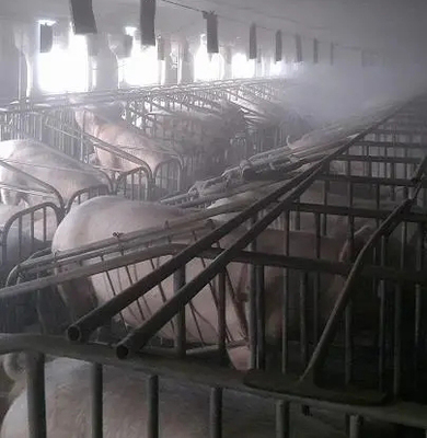 微霧降溫系統 現代養豬場降溫消毒的智能化解決方案